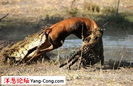 花豹与鳄鱼在河边争夺猎物珍贵镜头(组图)