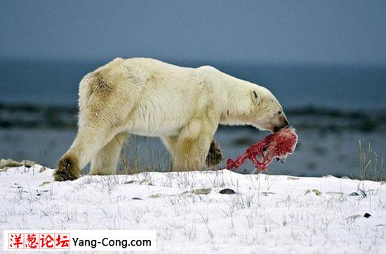 全球变暖 饥饿北极熊残杀同类填肚子(血*组图)