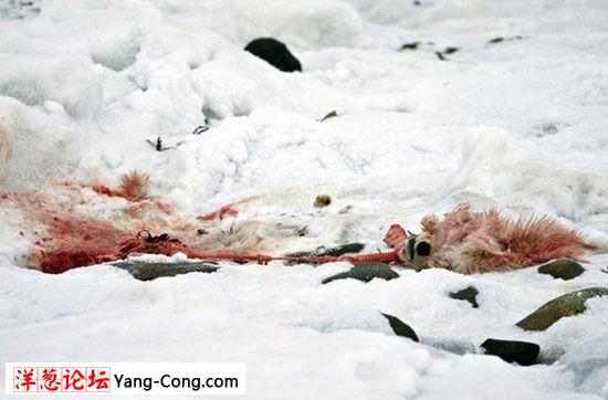 全球变暖 饥饿北极熊残杀同类填肚子(血*组图)