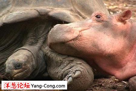 离奇:一岁小河马和一隻130岁海龟成好朋友(组图)