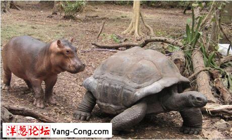 离奇:一岁小河马和一隻130岁海龟成好朋友(组图)