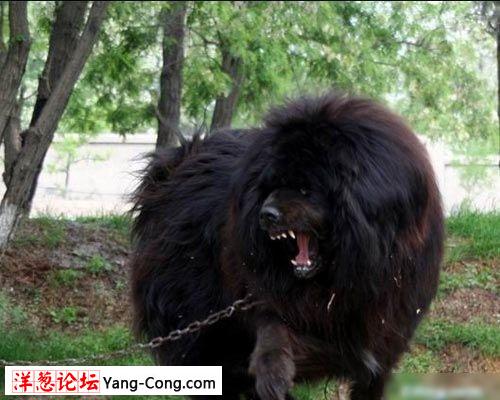 东方威猛神犬藏獒狂斗雄狮的惊险镜头(组图)