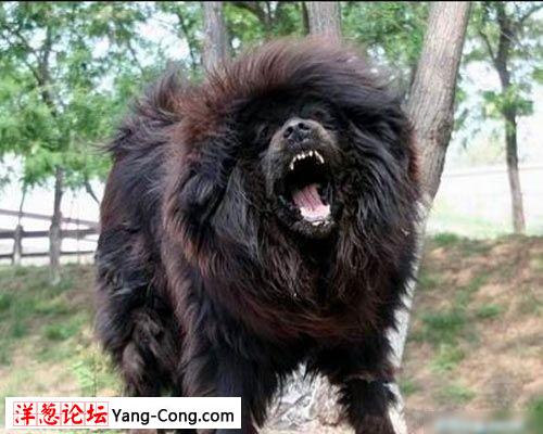 东方威猛神犬藏獒狂斗雄狮的惊险镜头(组图)