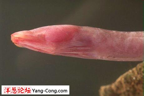 2009最怪异物种发现揭秘:鱼长獠牙似吸血鬼(组图)