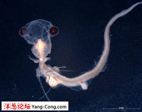 2009最怪异物种发现揭秘:鱼长獠牙似吸血鬼(组图)