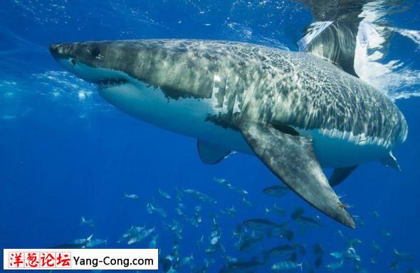 凶险大白鲨图集:海洋中最大的掠食性鱼类(组图)