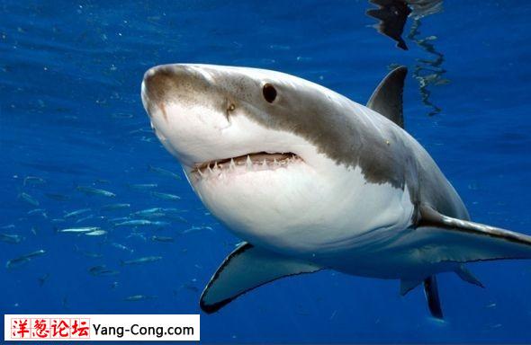 凶险大白鲨图集:海洋中最大的掠食性鱼类(组图)