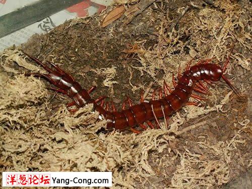 恐怖的世界十大巨型蜈蚣:最长46厘米(组图)