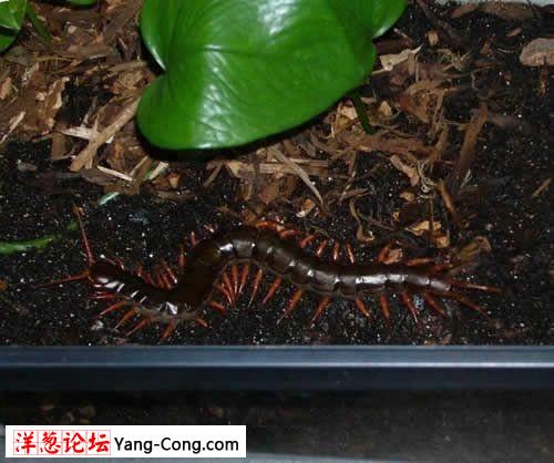 恐怖的世界十大巨型蜈蚣:最长46厘米(组图)