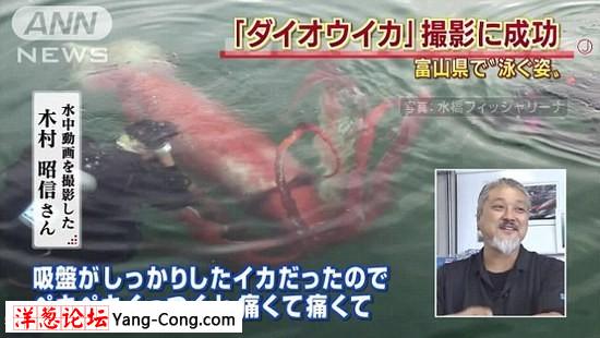 近4米长巨型乌贼巡游日本海港 形似潜艇吓呆众人(组图)