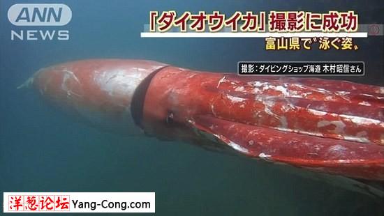 近4米长巨型乌贼巡游日本海港 形似潜艇吓呆众人(组图)