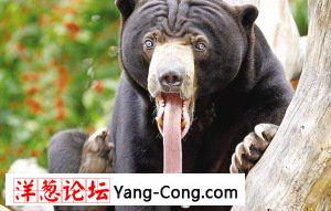 马来熊30厘米长舌掉出嘴外 达身长四分之一(组图)