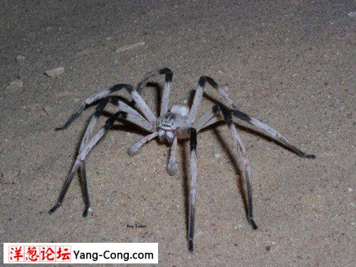 以色列沙漠惊现14厘米长罕见最大蜘蛛(组图)