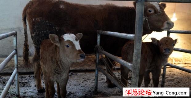 贵州母牛产下双胞胎 几率为十万分之一(3)