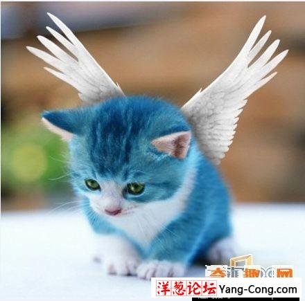 稀世罕见的天使猫   介于猫和蝙蝠之间(1)