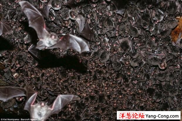 日本一个神秘洞穴发现数千只冬眠蝙蝠(1)