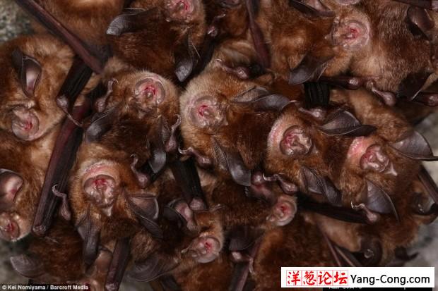 日本一个神秘洞穴发现数千只冬眠蝙蝠(12)