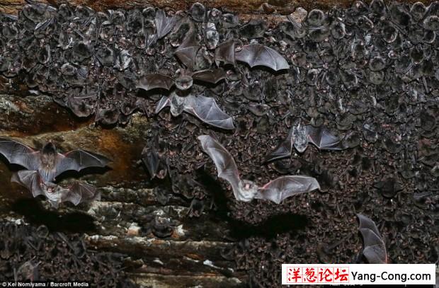 日本一个神秘洞穴发现数千只冬眠蝙蝠(10)