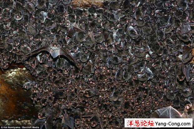 日本一个神秘洞穴发现数千只冬眠蝙蝠(4)