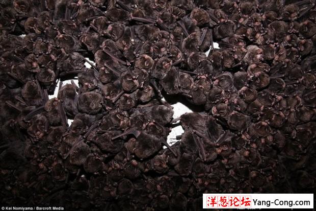 日本一个神秘洞穴发现数千只冬眠蝙蝠(13)