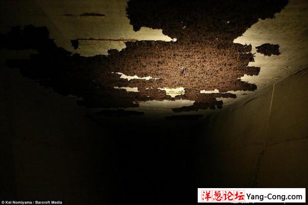 日本一个神秘洞穴发现数千只冬眠蝙蝠(8)