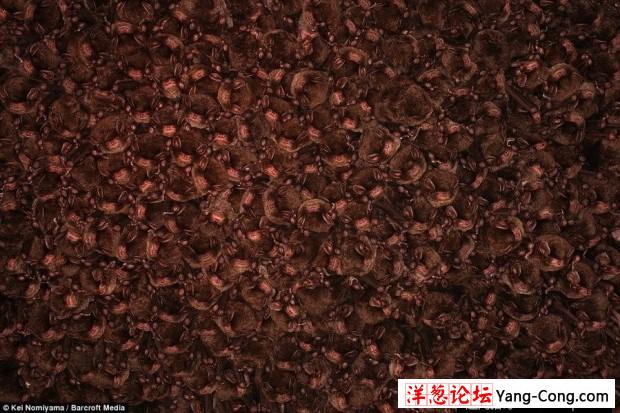 日本一个神秘洞穴发现数千只冬眠蝙蝠(2)