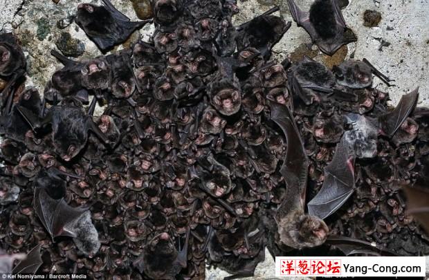 日本一个神秘洞穴发现数千只冬眠蝙蝠(7)