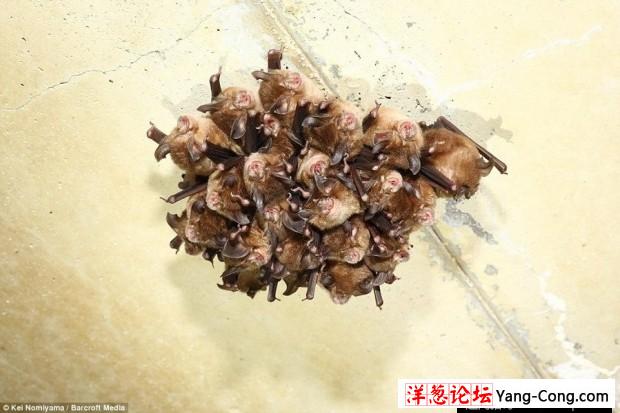 日本一个神秘洞穴发现数千只冬眠蝙蝠(11)
