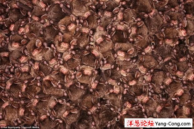 日本一个神秘洞穴发现数千只冬眠蝙蝠(9)