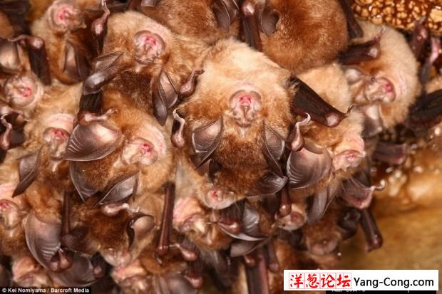 日本一个神秘洞穴发现数千只冬眠蝙蝠(6)