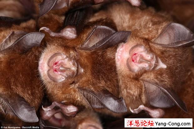 日本一个神秘洞穴发现数千只冬眠蝙蝠(3)