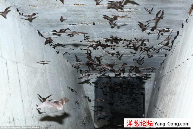 日本一个神秘洞穴发现数千只冬眠蝙蝠(14)