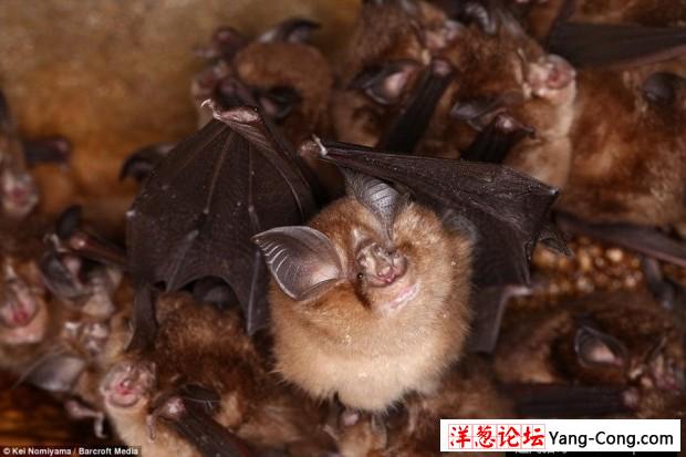 日本一个神秘洞穴发现数千只冬眠蝙蝠(15)