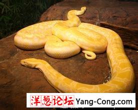 世界上十大最美的蛇，我被最后一个吓尿了！(4)