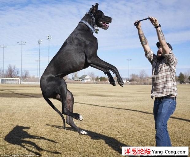 美国大丹犬身高2米13 有望成世界最高狗(4)
