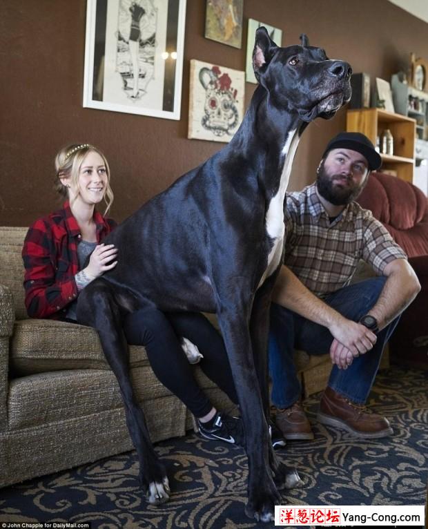 美国大丹犬身高2米13 有望成世界最高狗(1)