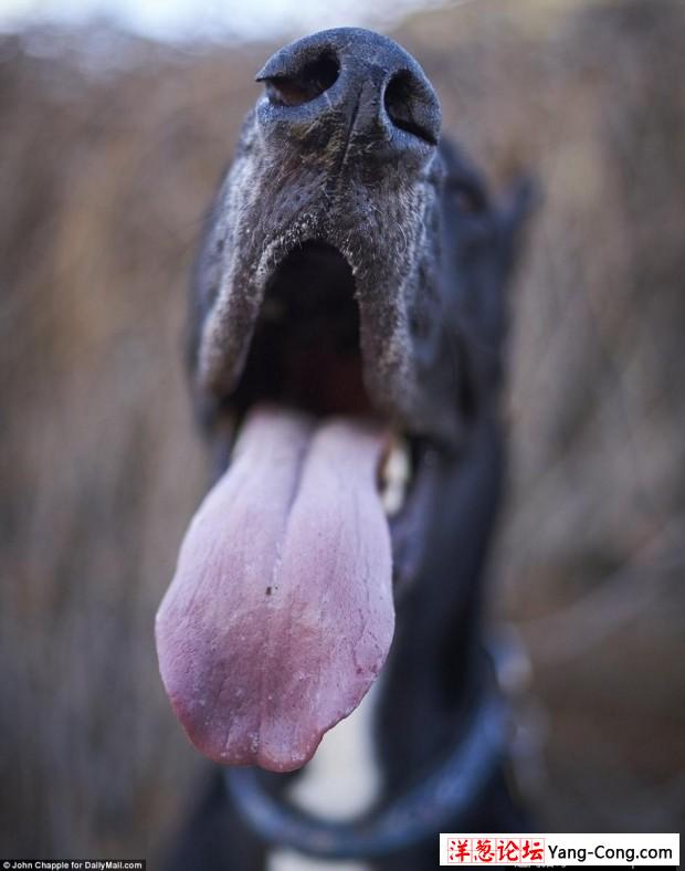 美国大丹犬身高2米13 有望成世界最高狗(2)