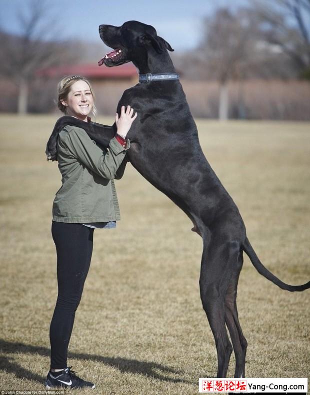 美国大丹犬身高2米13 有望成世界最高狗(3)