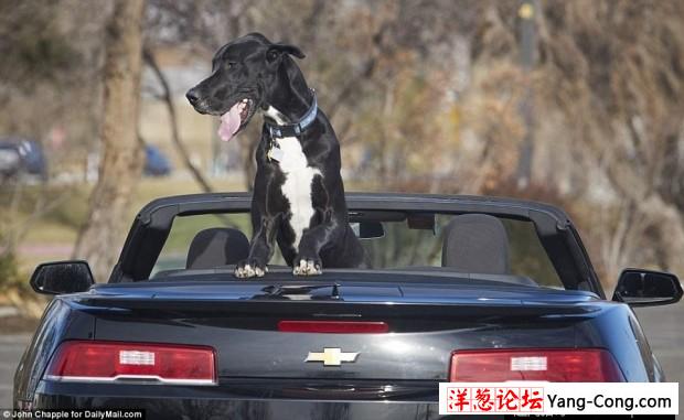 美国大丹犬身高2米13 有望成世界最高狗(8)
