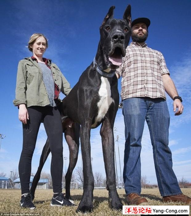 美国大丹犬身高2米13 有望成世界最高狗(11)