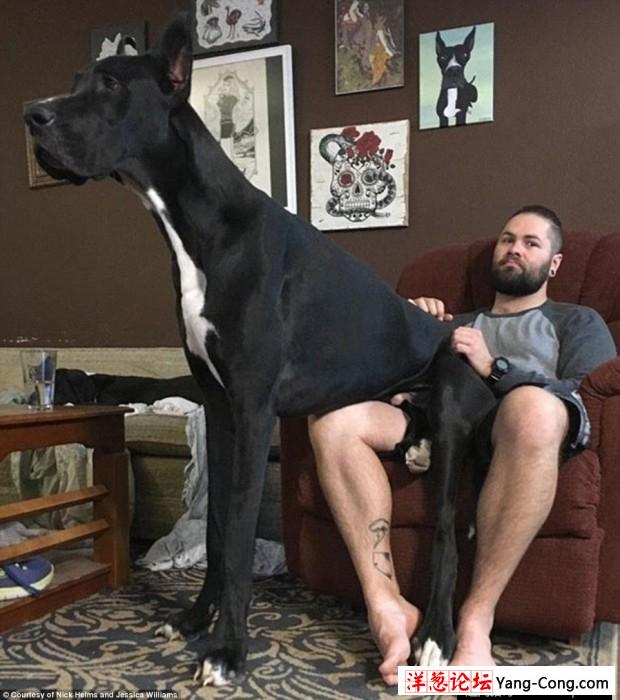 美国大丹犬身高2米13 有望成世界最高狗(6)