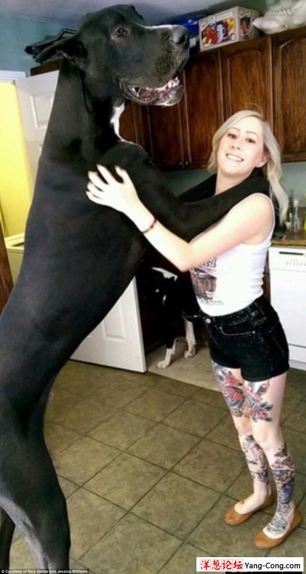 美国大丹犬身高2米13 有望成世界最高狗(7)