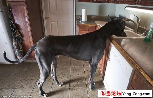 美国大丹犬身高2米13 有望成世界最高狗(9)