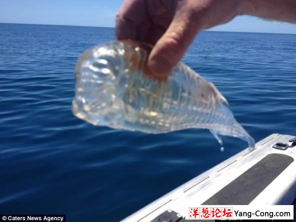 渔夫捕捉到虾一样的动物 全身完全透明(3)