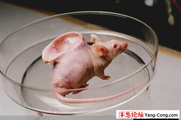 科学家在鼠背上培育这物 震惊全世界(5)