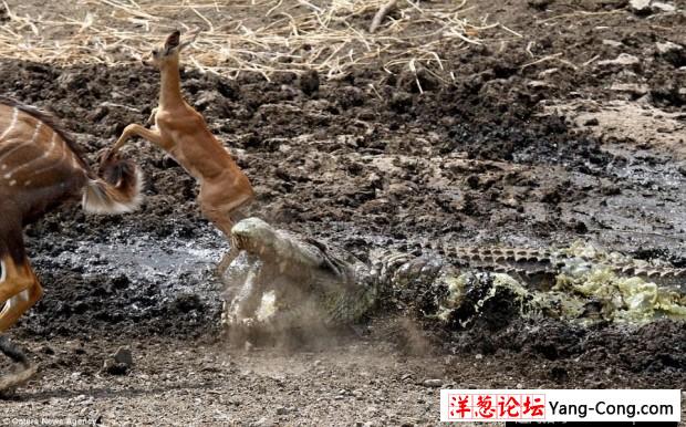 南非鳄鱼捕食黑斑羚幼崽瞬间 凶猛异常(1)