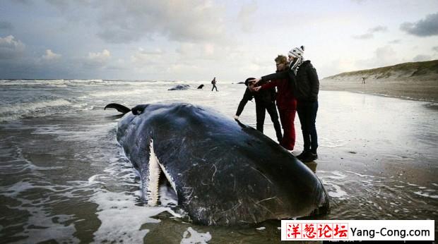 荷兰海滩5头巨鲸搁浅死亡 原因未明(1)