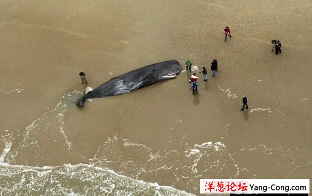 荷兰海滩5头巨鲸搁浅死亡 原因未明(2)