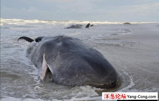 荷兰海滩5头巨鲸搁浅死亡 原因未明(4)