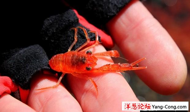 新西兰小龙虾群因潮汐被冲上海岸“染红”海水(4)